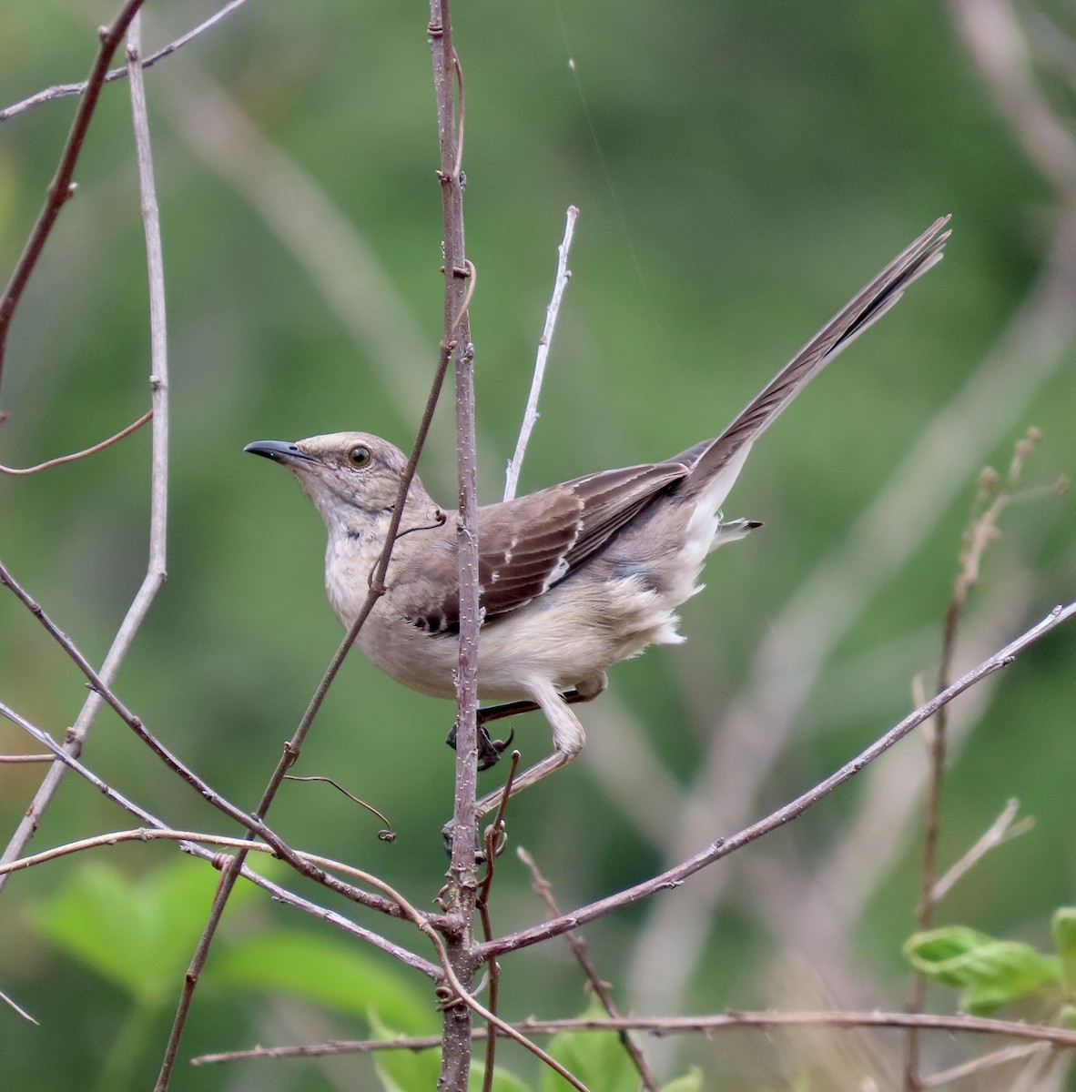 Northern Mockingbird - ML589437741
