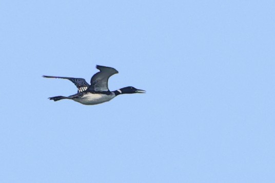 Common Loon - Gang Wu