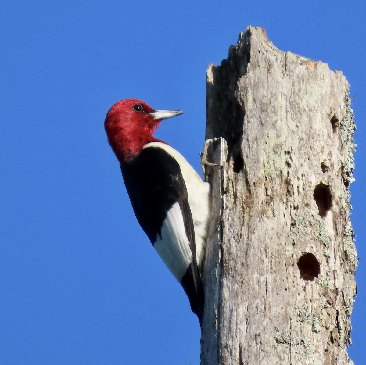 Red-headed Woodpecker - ML589438041