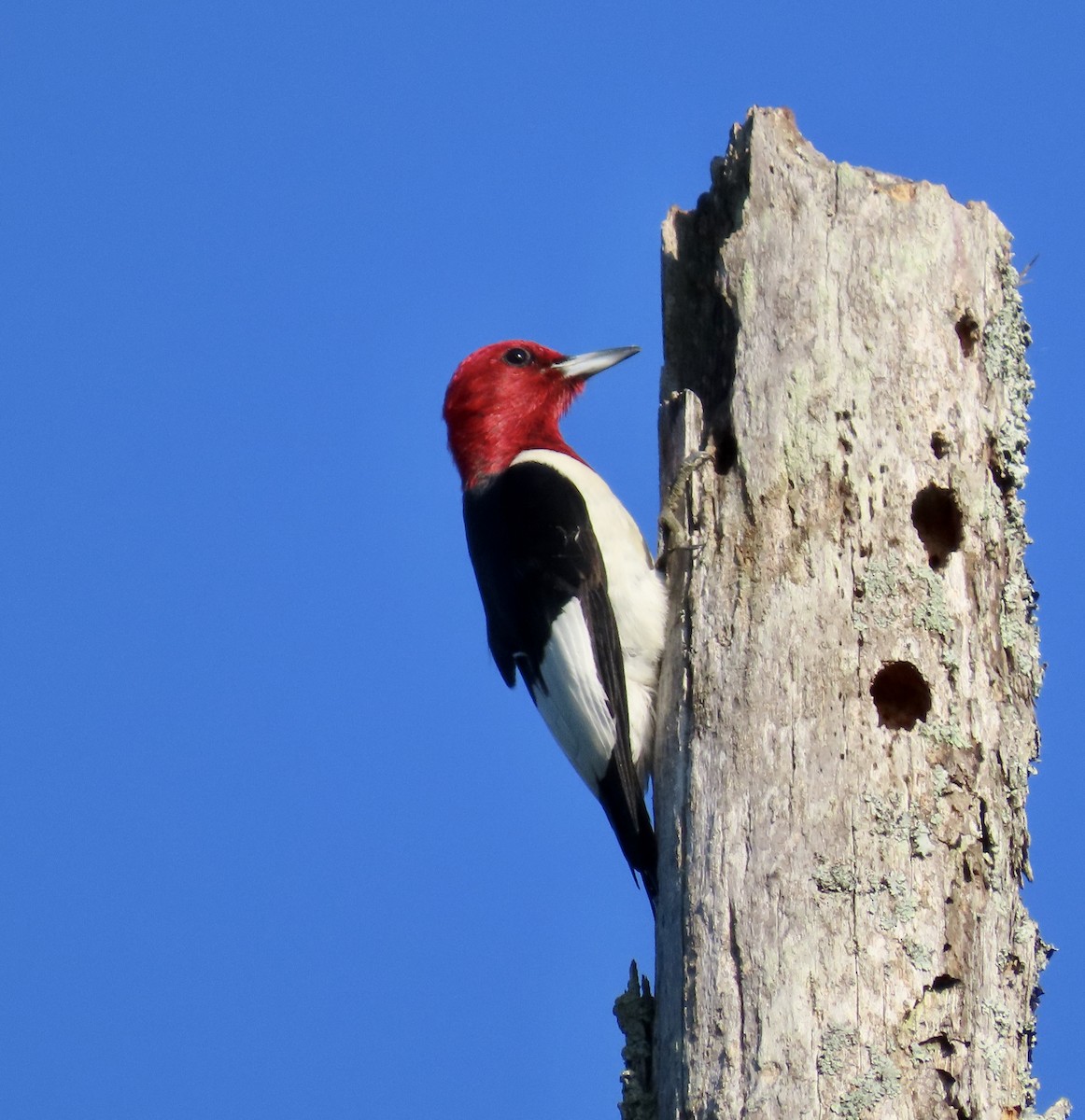 Red-headed Woodpecker - ML589438051