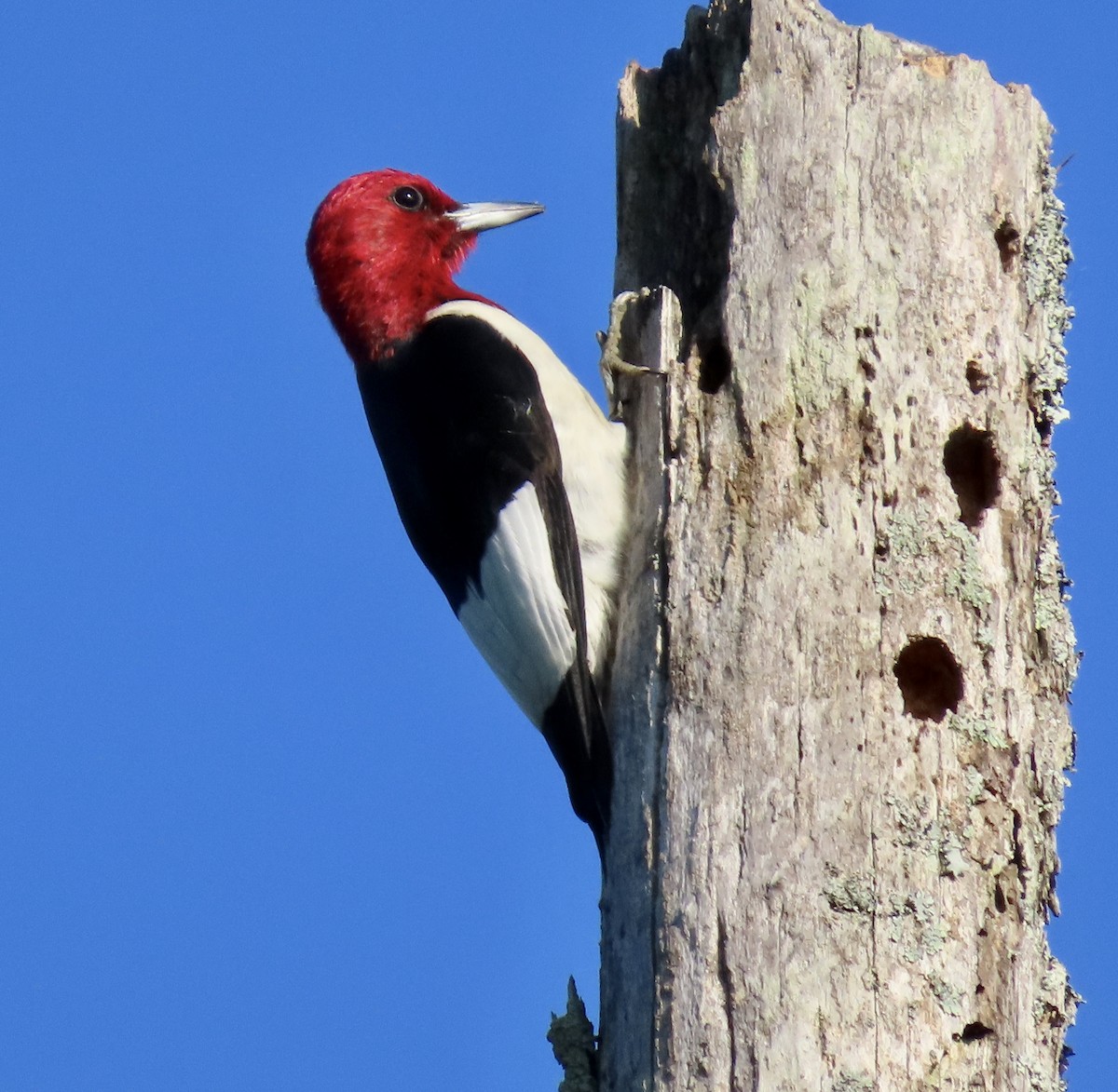 Red-headed Woodpecker - ML589438071