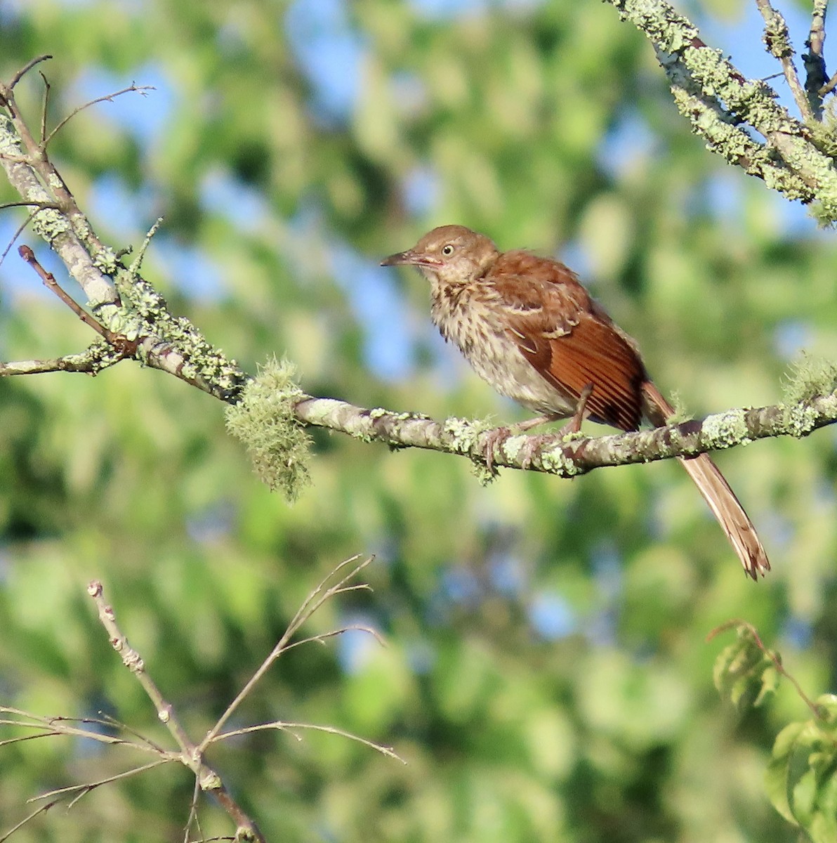 Brown Thrasher - ML589438411