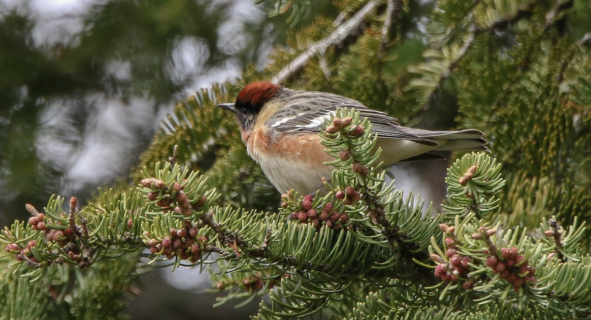 Bay-breasted Warbler - Marie Roy