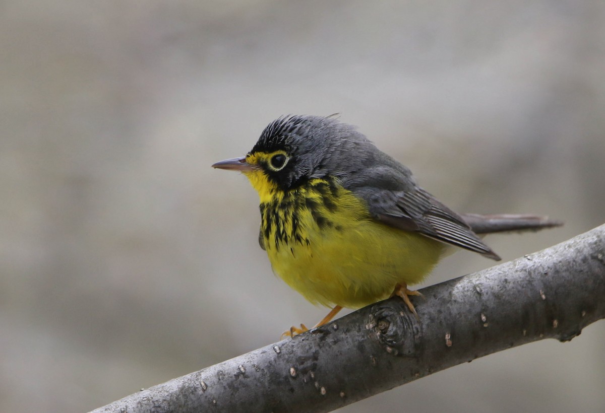 Canada Warbler - ML58943981