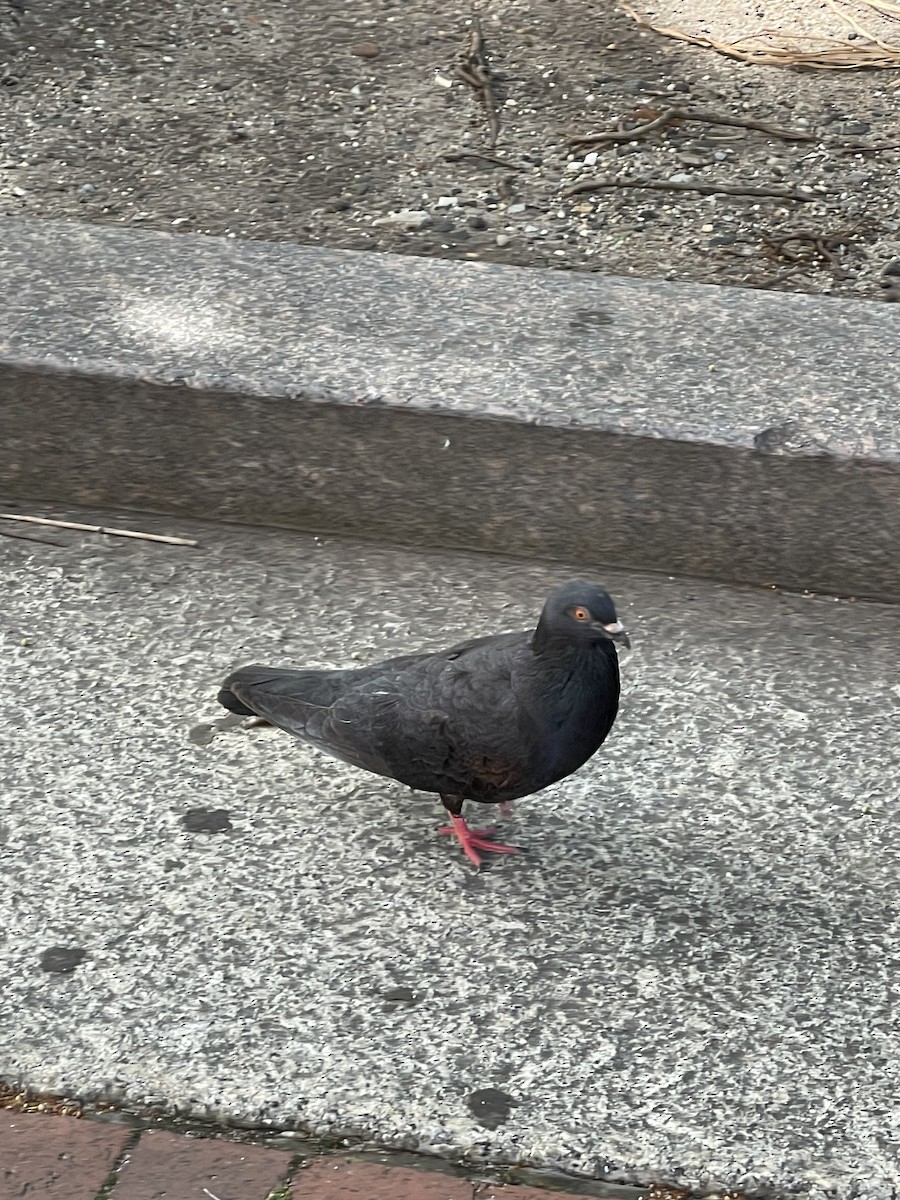 Rock Pigeon (Feral Pigeon) - ML589439831