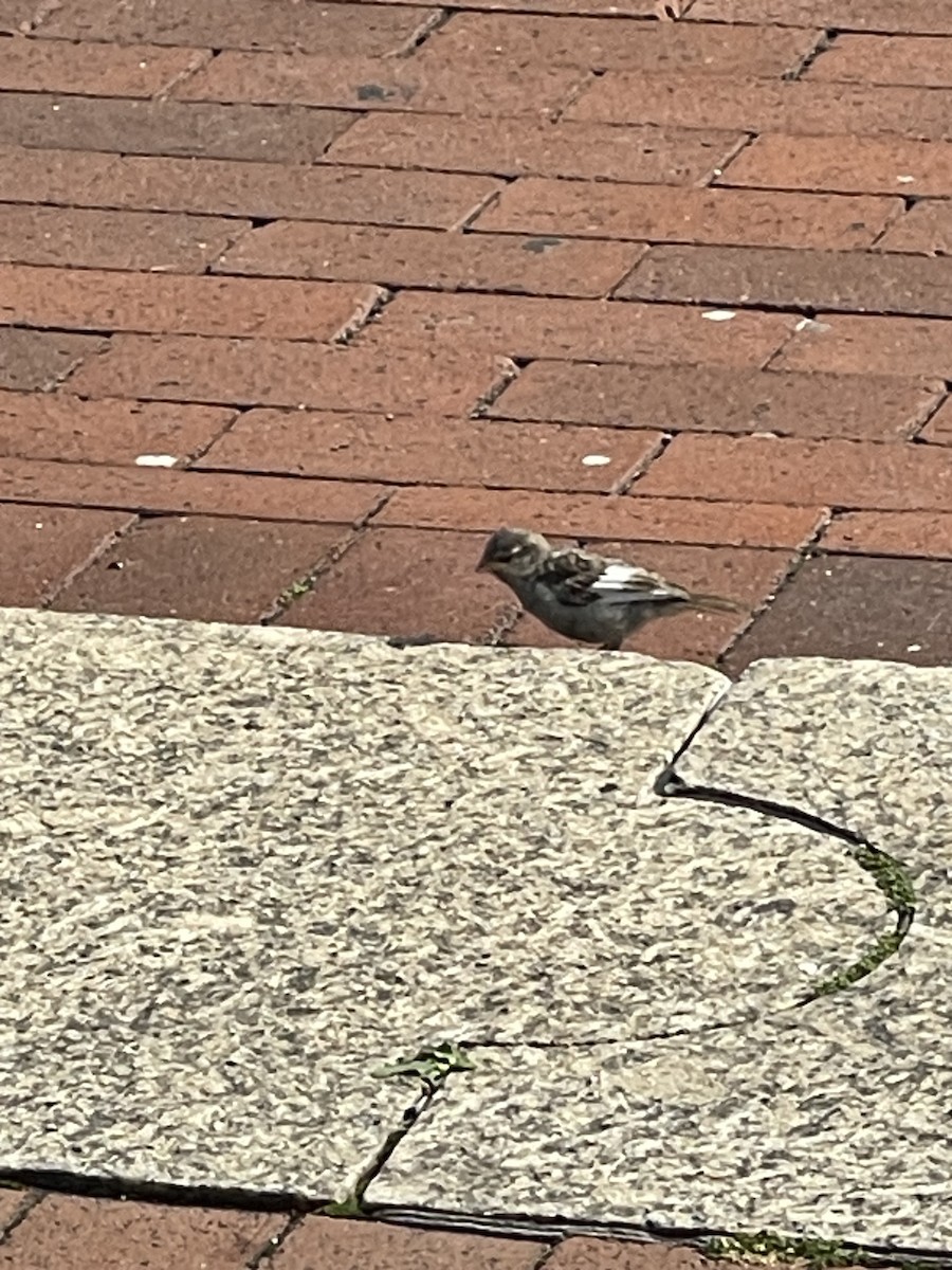 House Sparrow - ML589440111