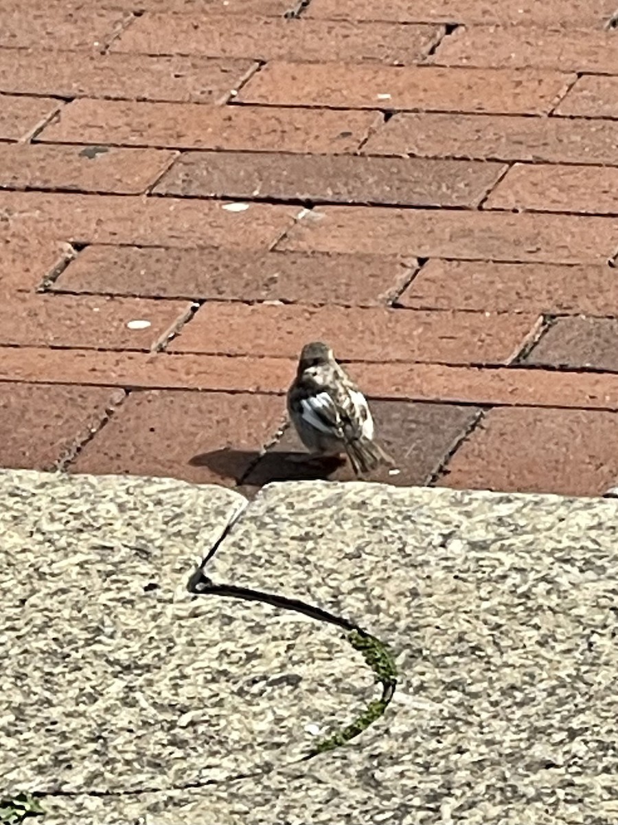 House Sparrow - ML589440121