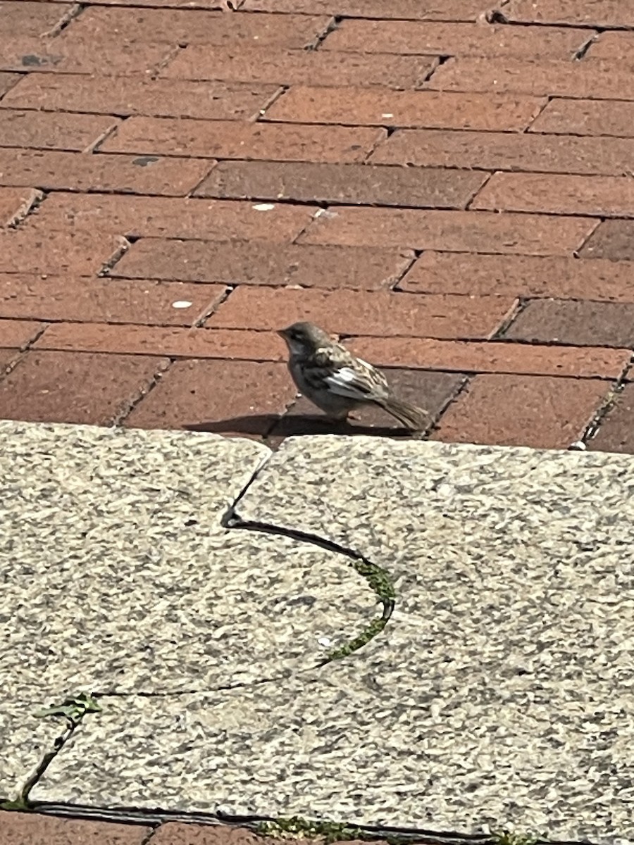 House Sparrow - ML589440131