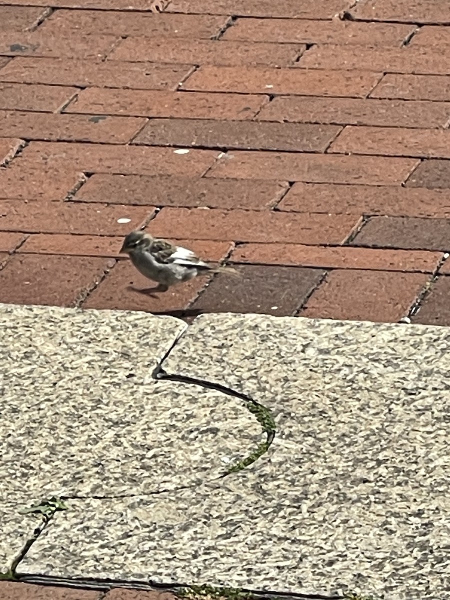 House Sparrow - ML589440141