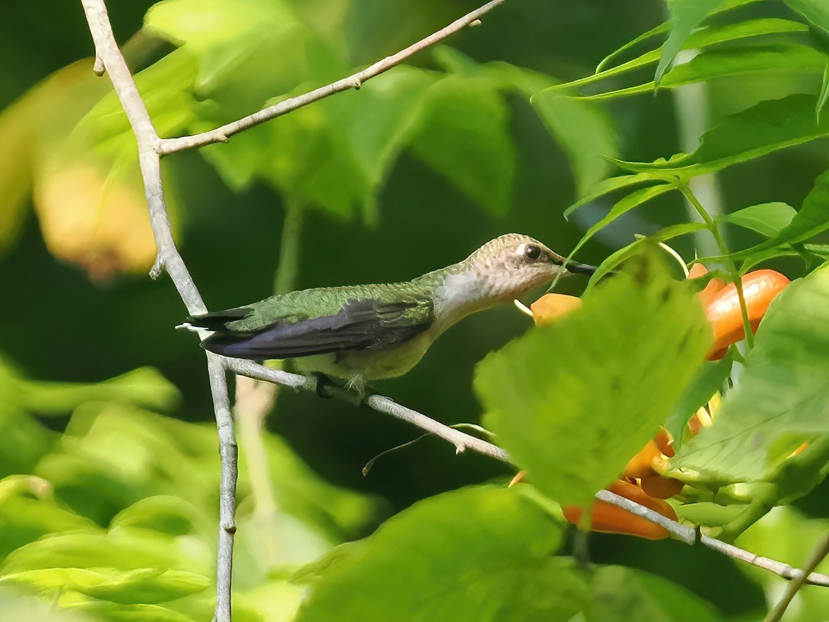 Ruby-throated Hummingbird - ML589440921