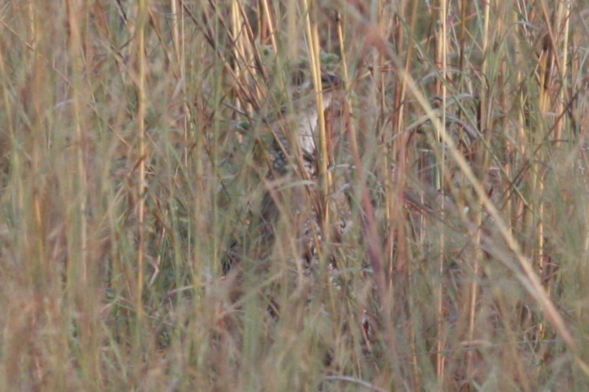 Shelley's Francolin - ML589441851