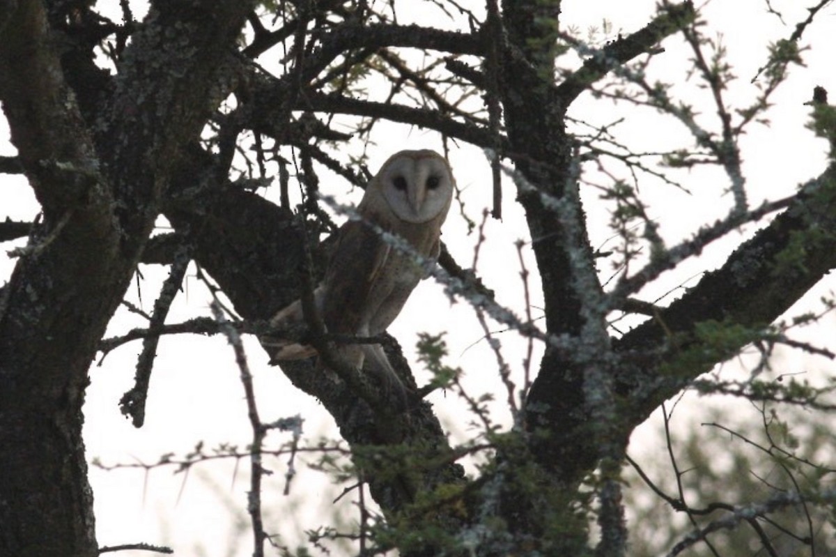 Western Barn Owl (African) - ML589442031