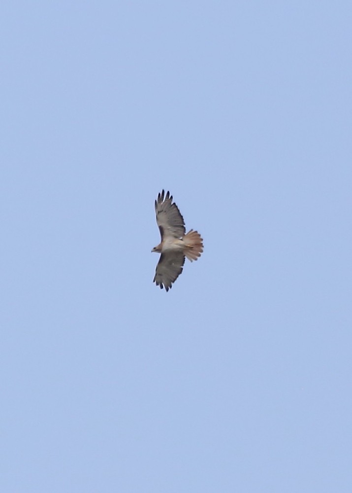 Red-tailed Hawk - ML589442221