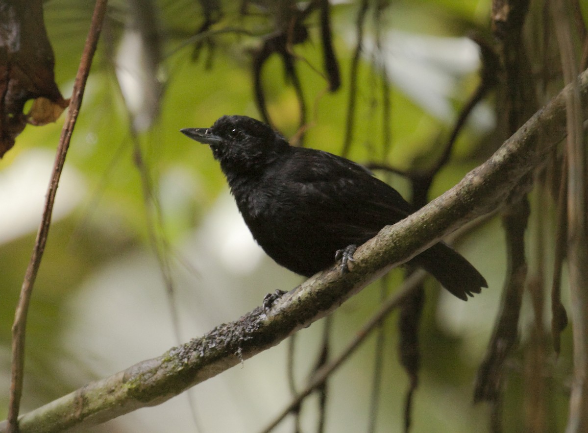 Black Bushbird - ML589442731