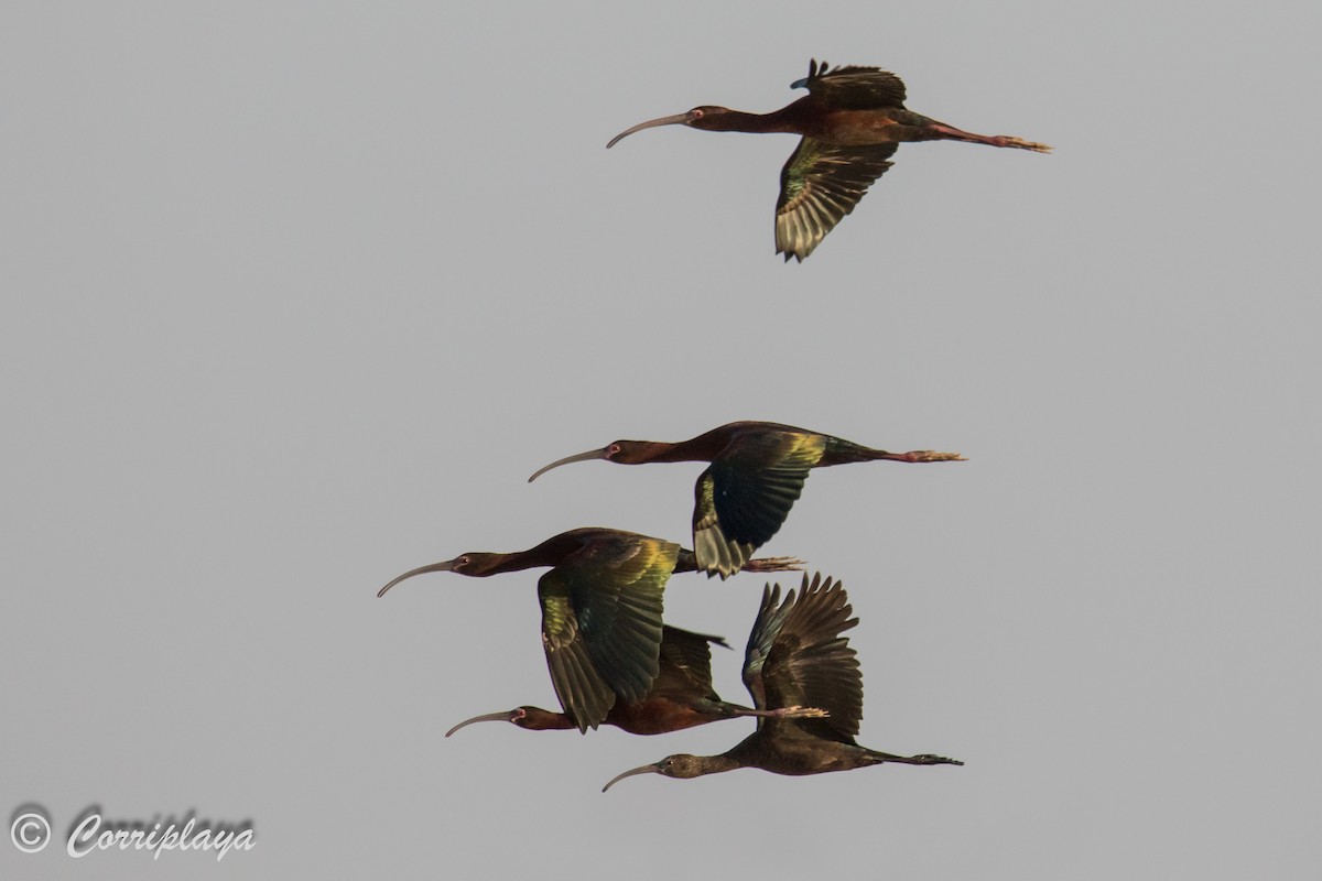 White-faced Ibis - ML589444181