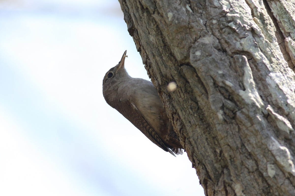 House Wren - ML58944441