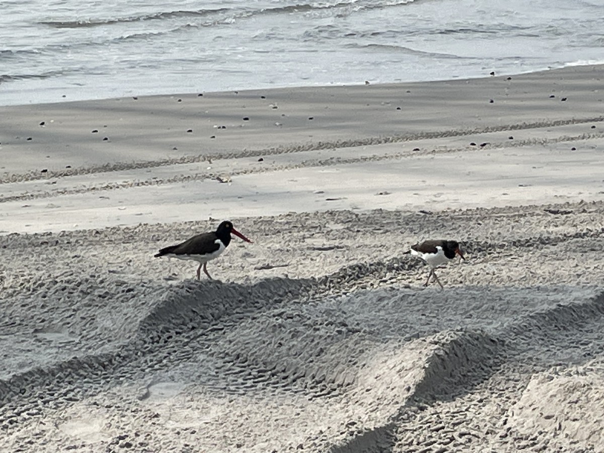 American Oystercatcher - ML589444741