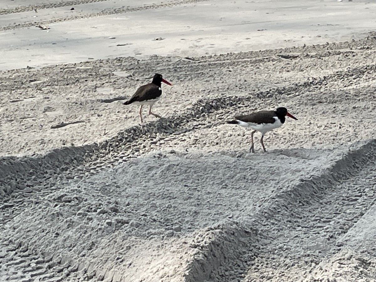 American Oystercatcher - ML589444751