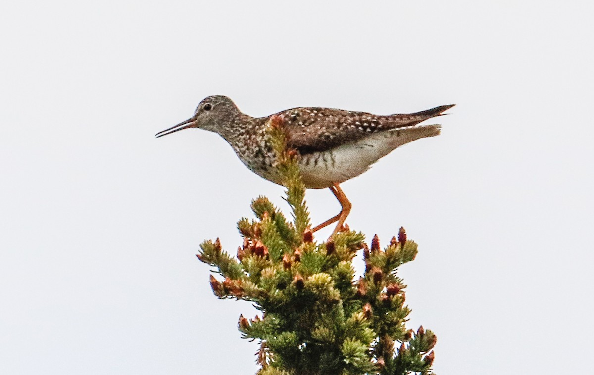 Lesser Yellowlegs - ML589445611