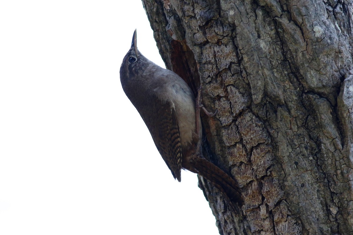 House Wren - ML58944611