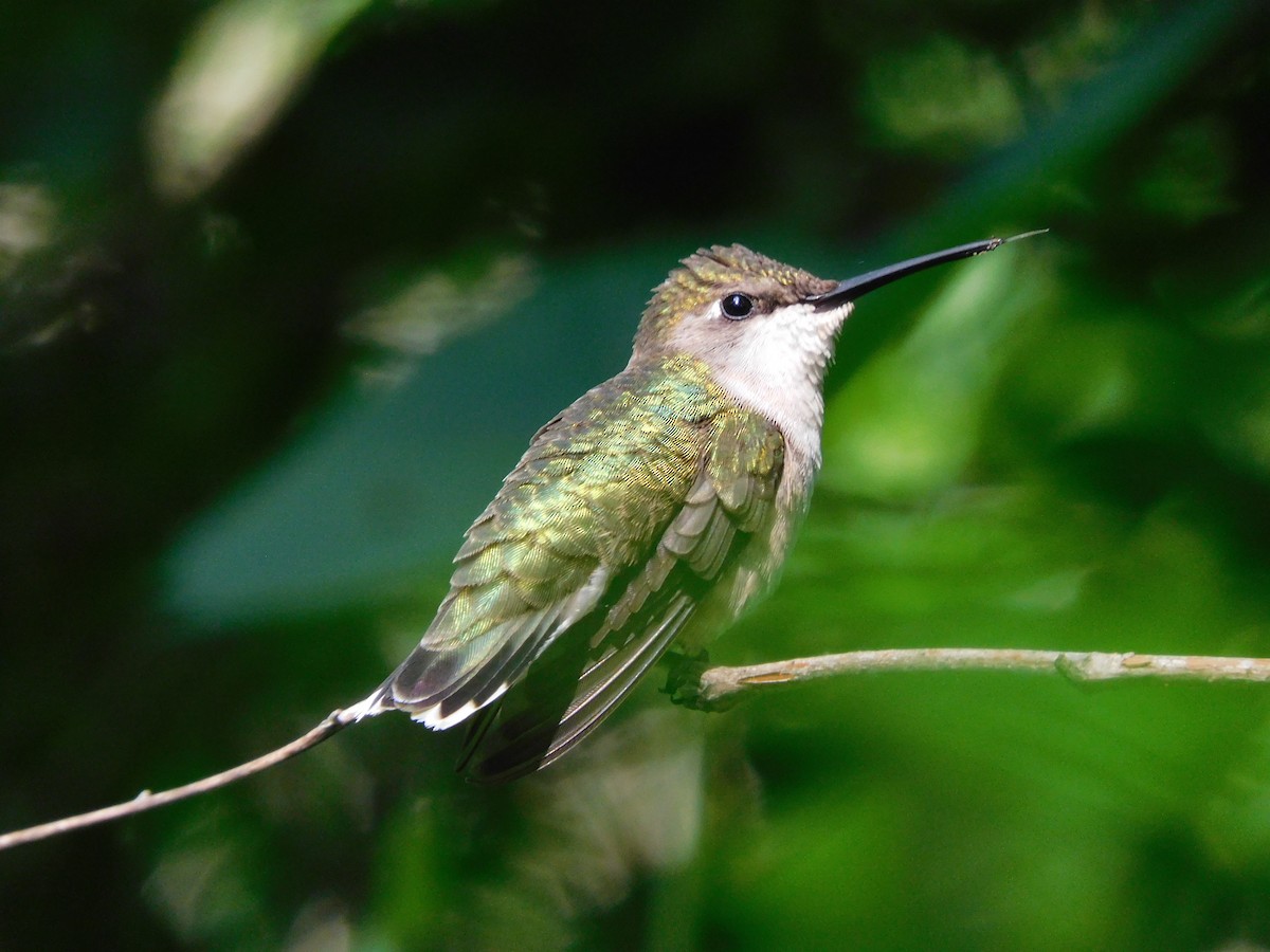 Ruby-throated Hummingbird - ML589446841