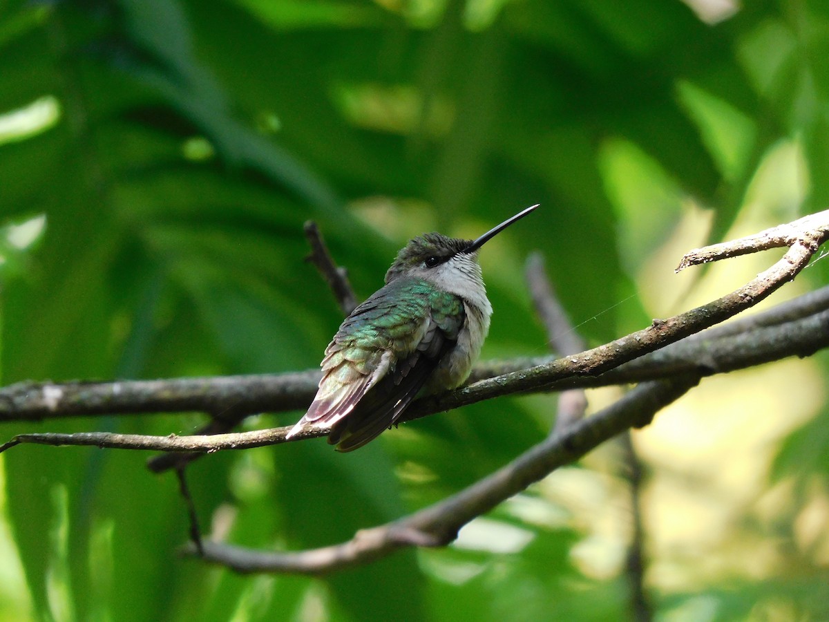 Ruby-throated Hummingbird - ML589446851