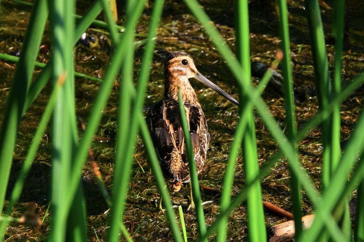חרטומית אמריקנית - ML589447571