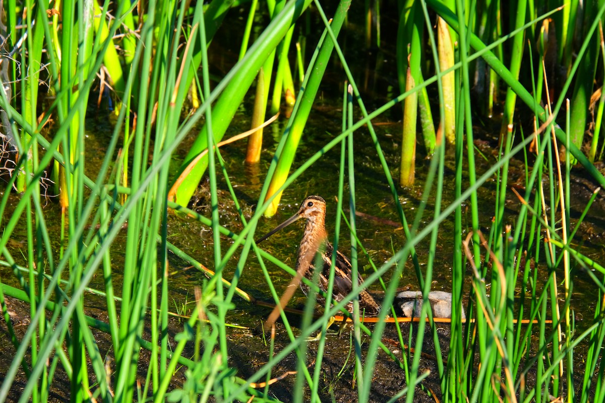 חרטומית אמריקנית - ML589447581
