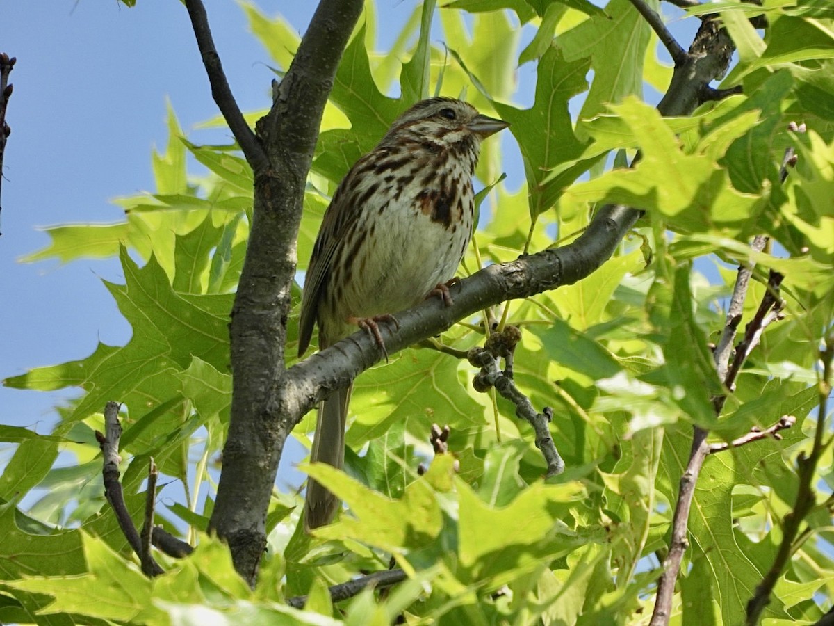 Song Sparrow - ML589448061