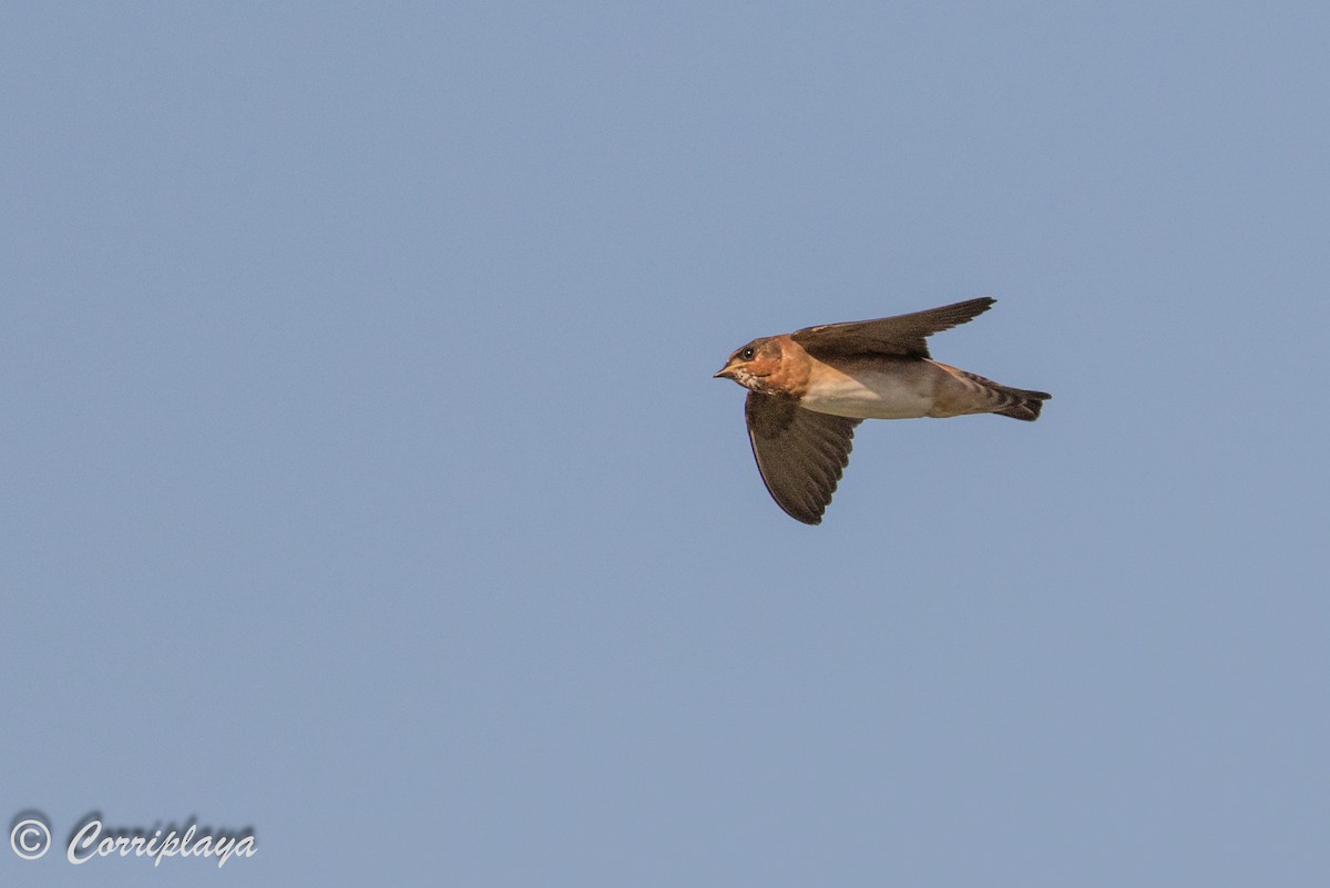 Cliff Swallow - Fernando del Valle