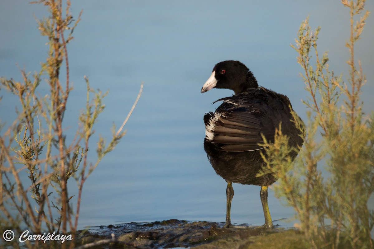 American Coot - ML589448581