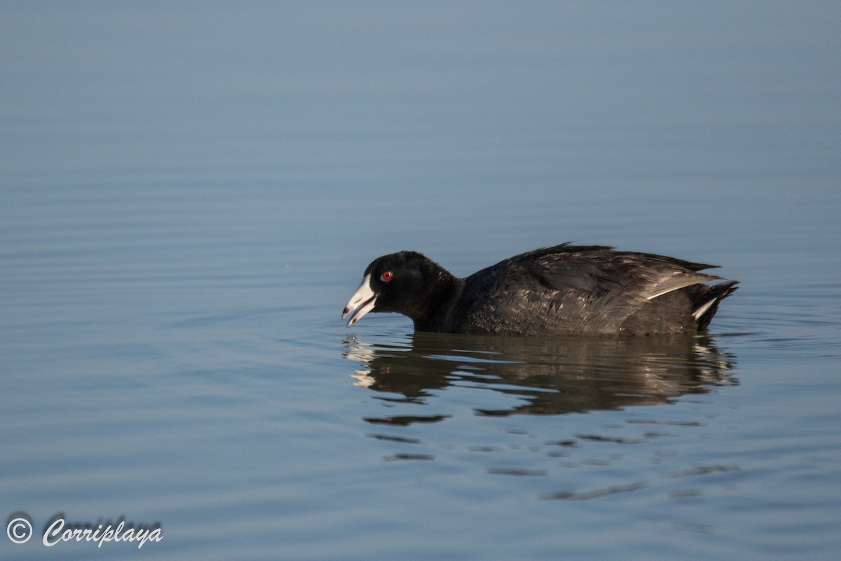 American Coot - ML589448591