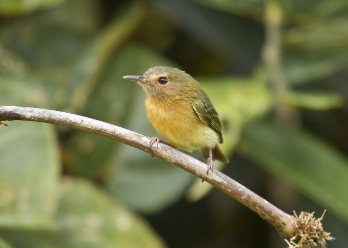 Cinnamon-breasted Tody-Tyrant - Dušan Brinkhuizen