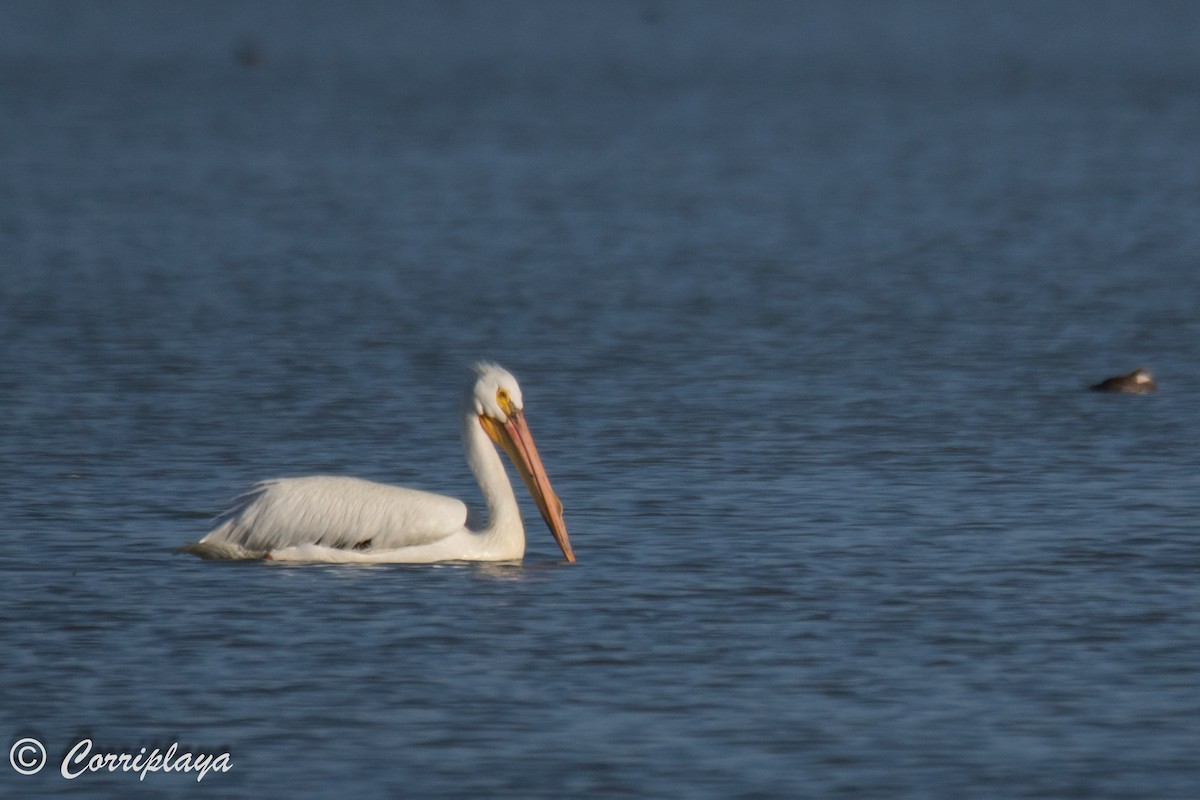 American White Pelican - Fernando del Valle