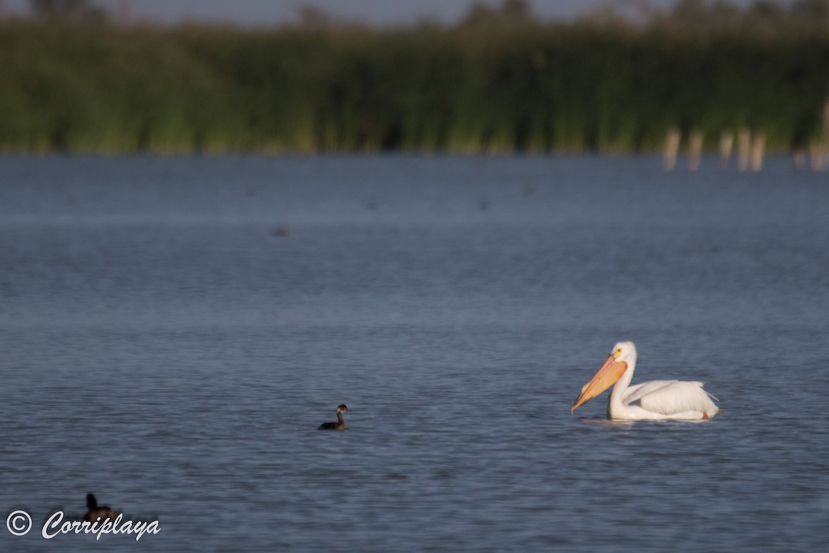 American White Pelican - ML589448861