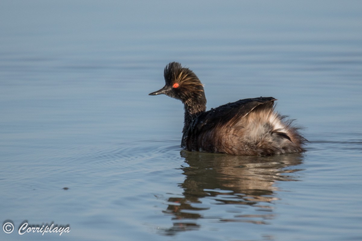 Eared Grebe - ML589449031