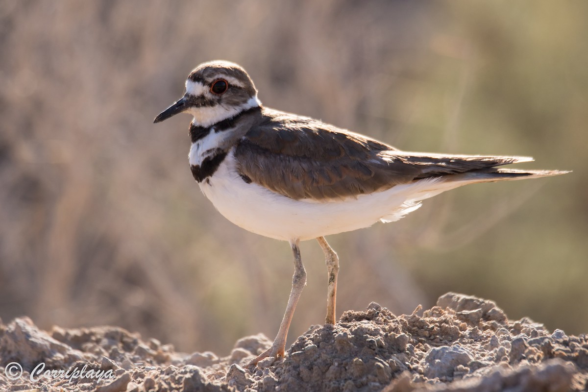 Killdeer - ML589449191