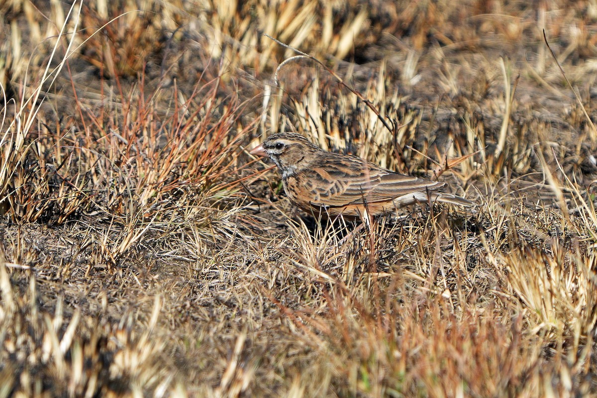 Pink-billed Lark - Dave Rimmer