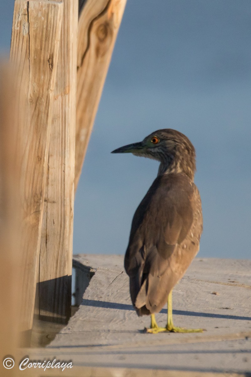 Green Heron - ML589449651