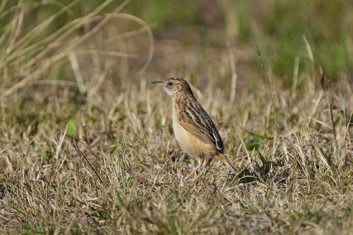 Cloud Cisticola - Dave Rimmer