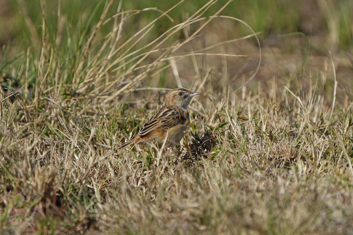 Cloud Cisticola - ML589449741