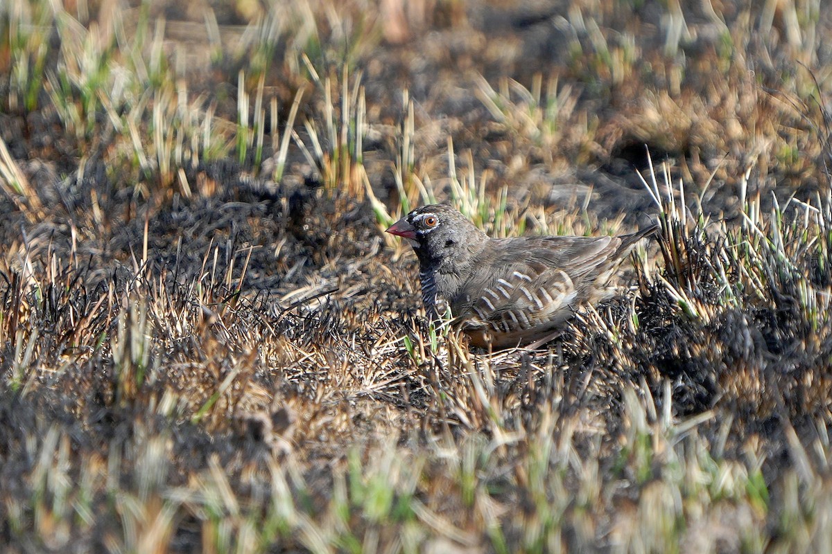 Quailfinch - Dave Rimmer