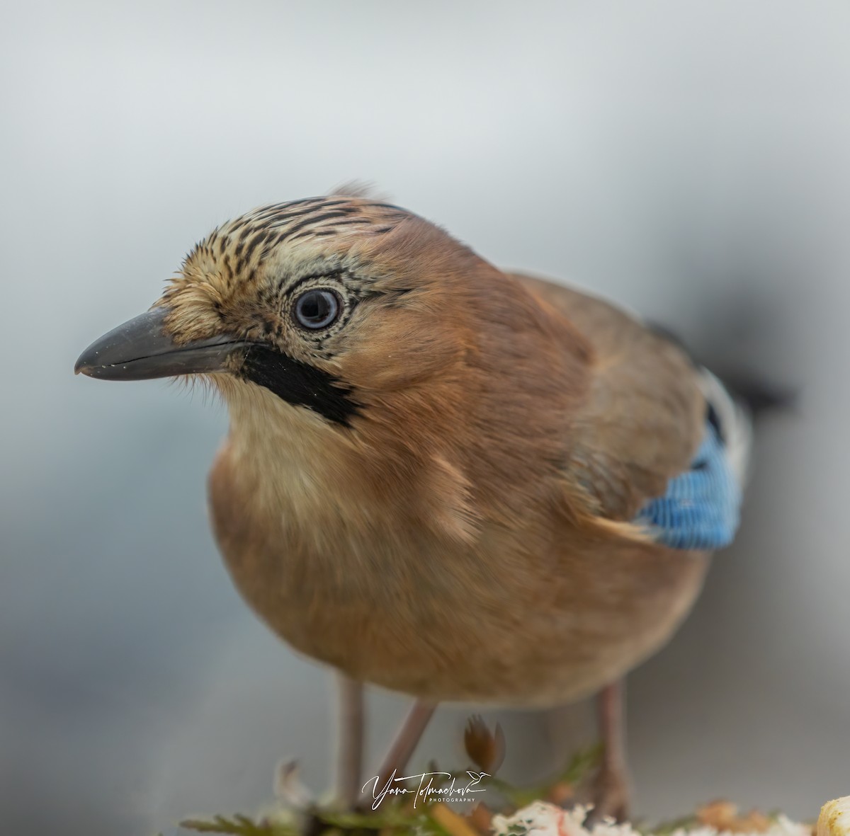 Eurasian Jay - ML589450201