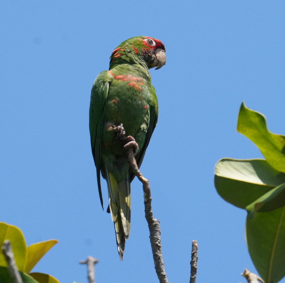 Mitred Parakeet - Don Hoechlin