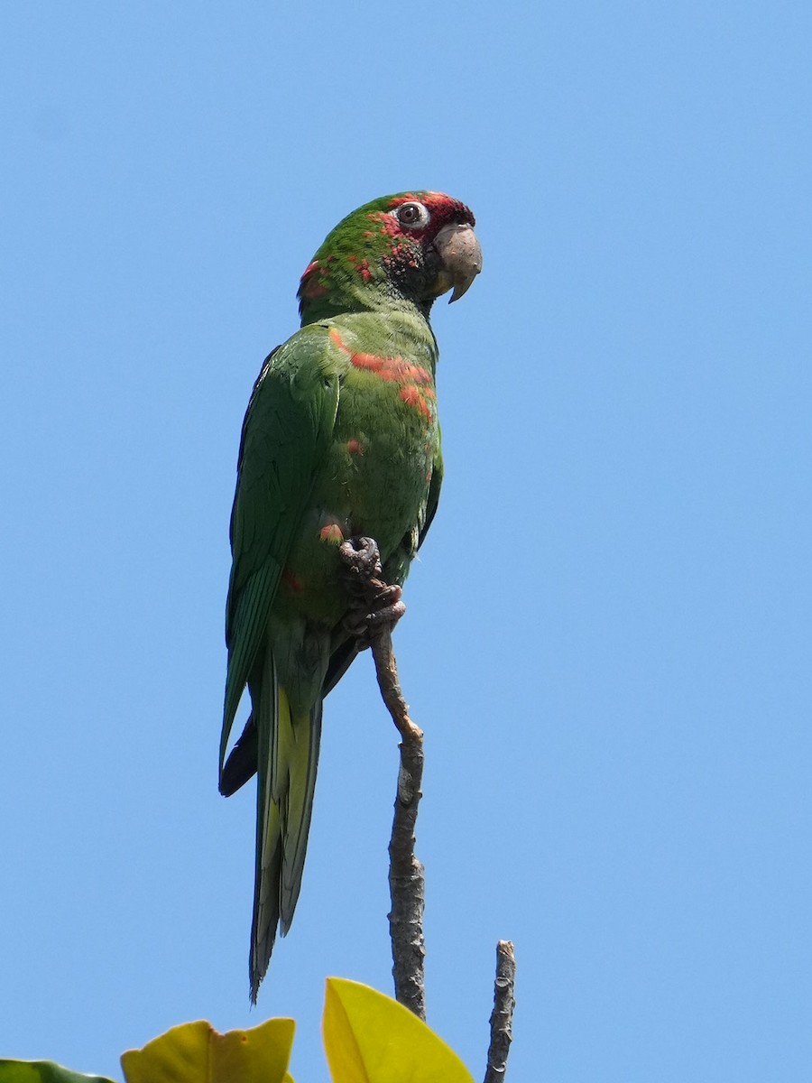 Mitred Parakeet - Don Hoechlin