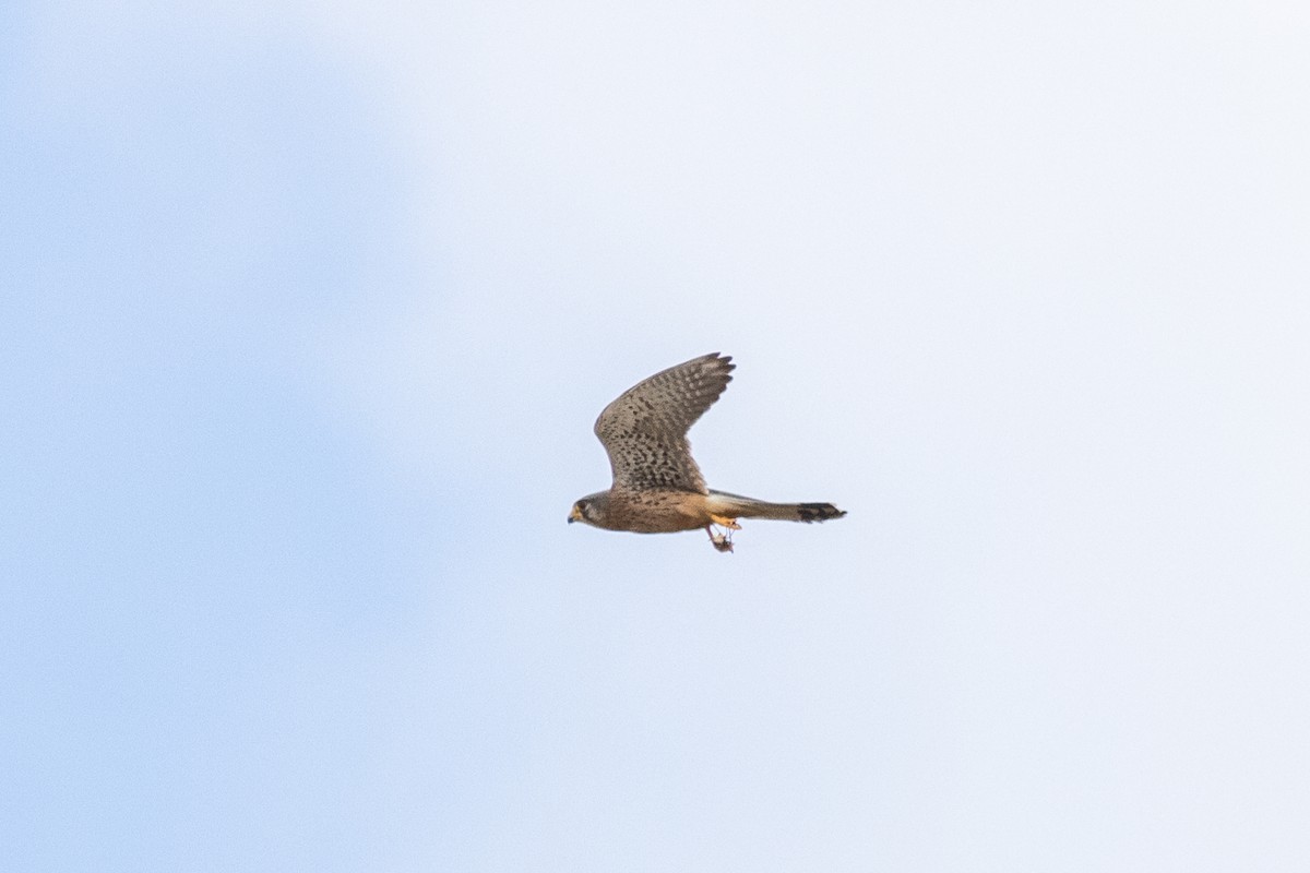 Eurasian Kestrel - Radoslav Devedzhiev