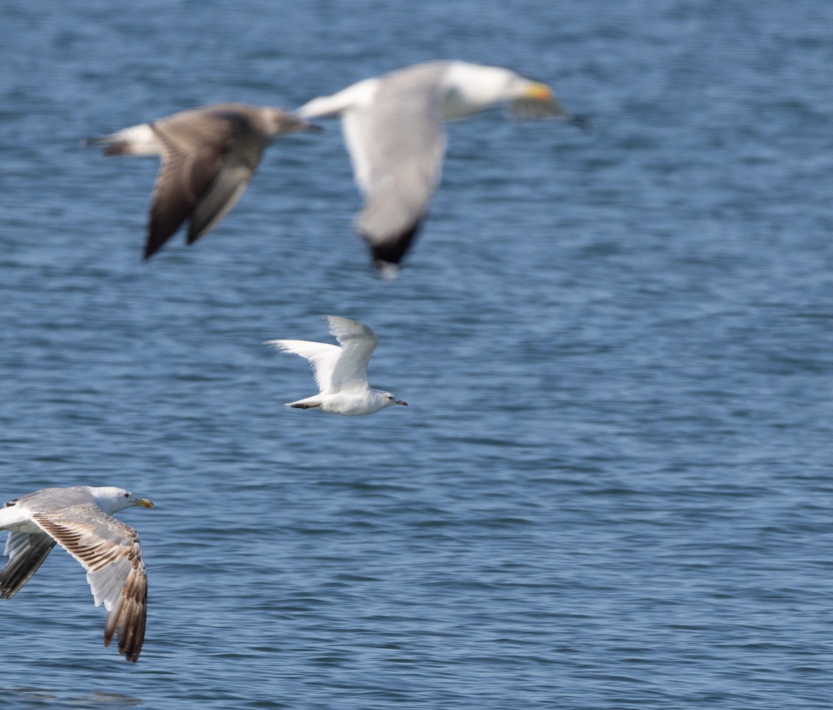 Mediterranean Gull - ML589451131