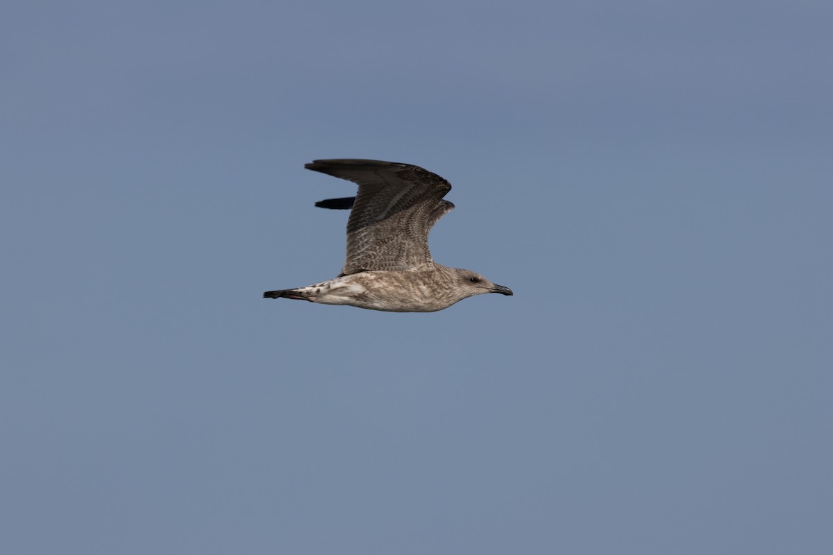 Yellow-legged Gull (michahellis) - Joseph Bourget