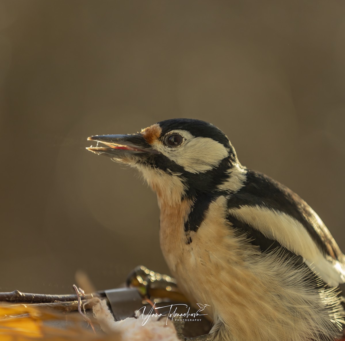 Great Spotted Woodpecker - ML589452511