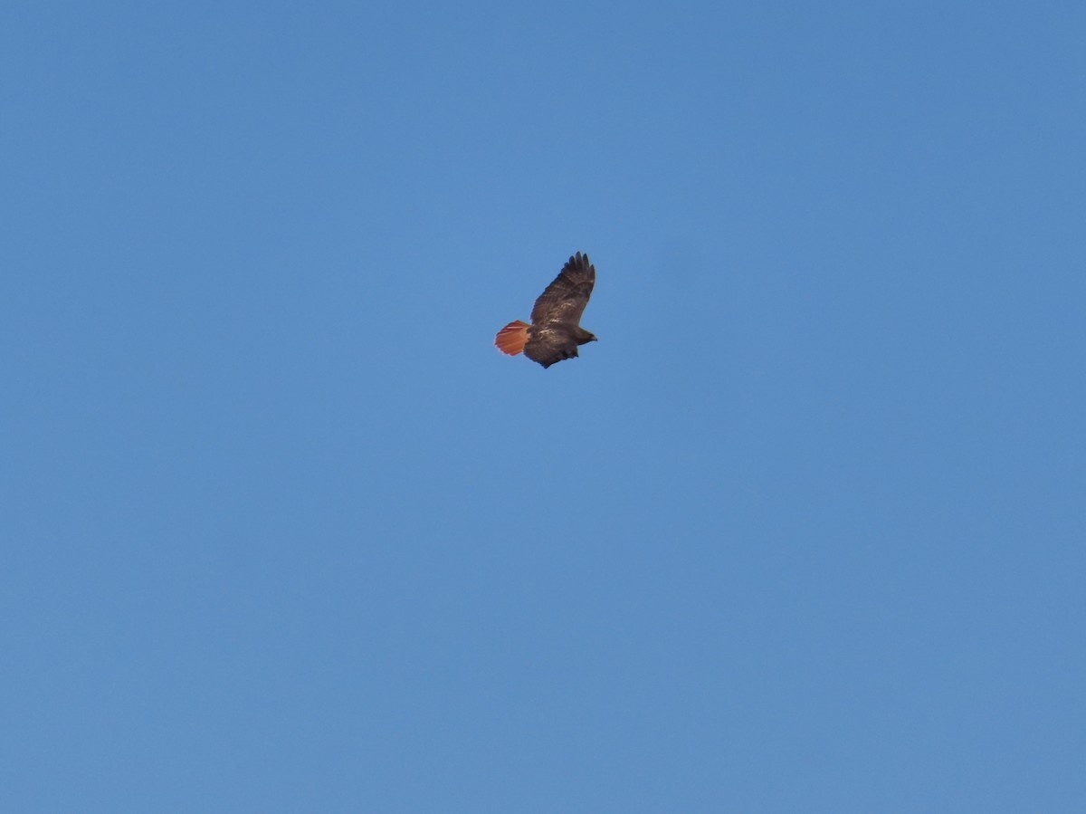 Red-tailed Hawk - ML589454411